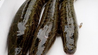아빠민물새우? 솔직 후기와 꿀팁 대방출!